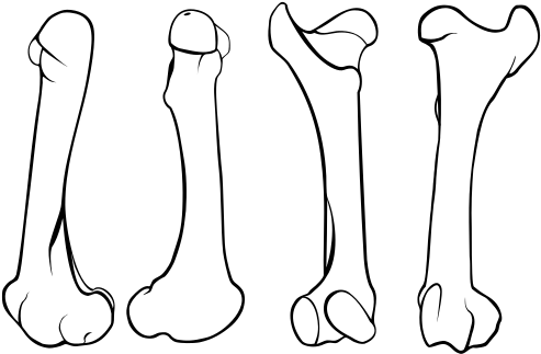 This Image Rendered As Png In Other Widths - Line Art (500x327), Png Download