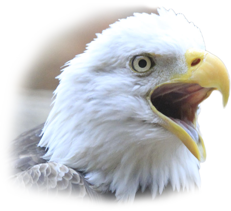 Archer, A Southern Male Bald Eagle, Was One Of The - Citizen Potawatomi Nation Cultural Heritage Center (875x800), Png Download
