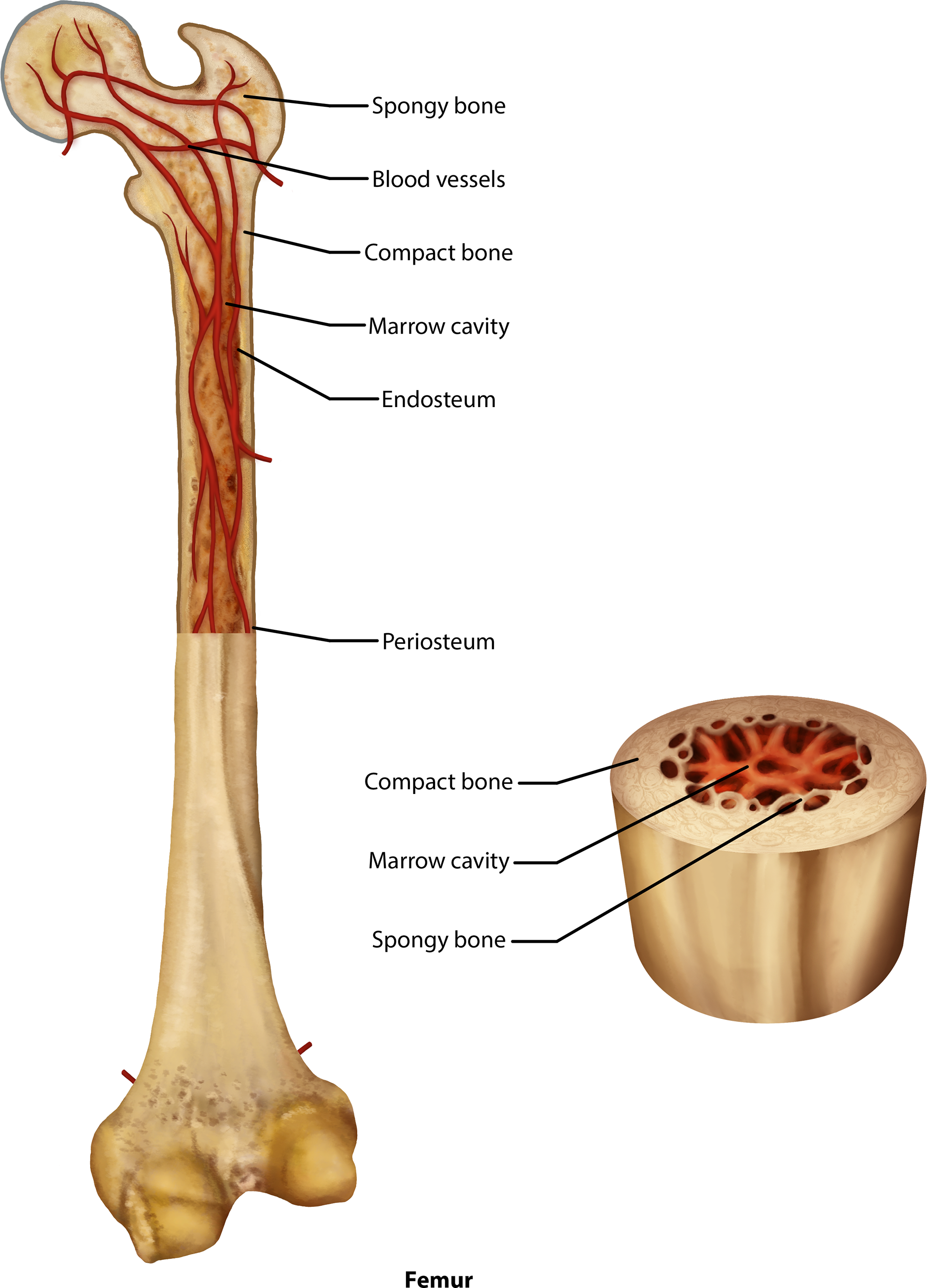 Parts And Anatomy Of A Femur, Compact And Spongy Bone, - Skull (1920x2667), Png Download