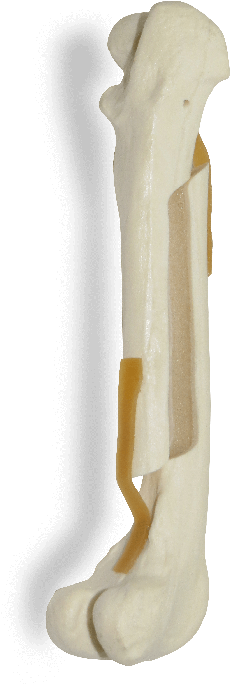 Fancybox - Bone (700x700), Png Download