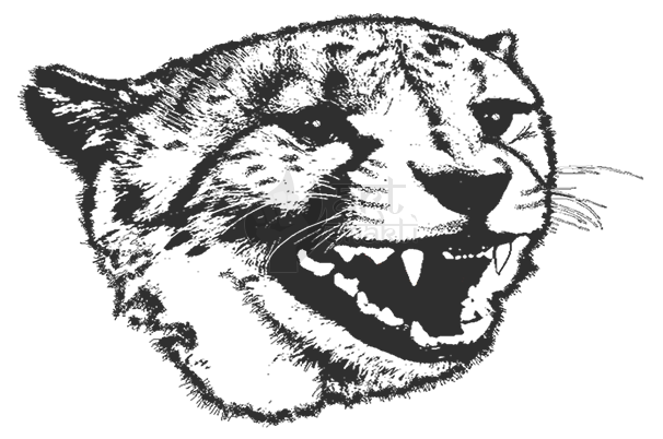 B/w Cheetah 2 - Illustration (606x402), Png Download