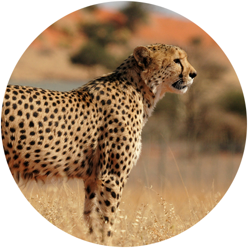 Arctree Hr Consulting - Cheetah (500x500), Png Download