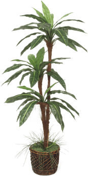 Silk Bird Nest Fern Tree - Brook Furniture Rental (648x432), Png Download
