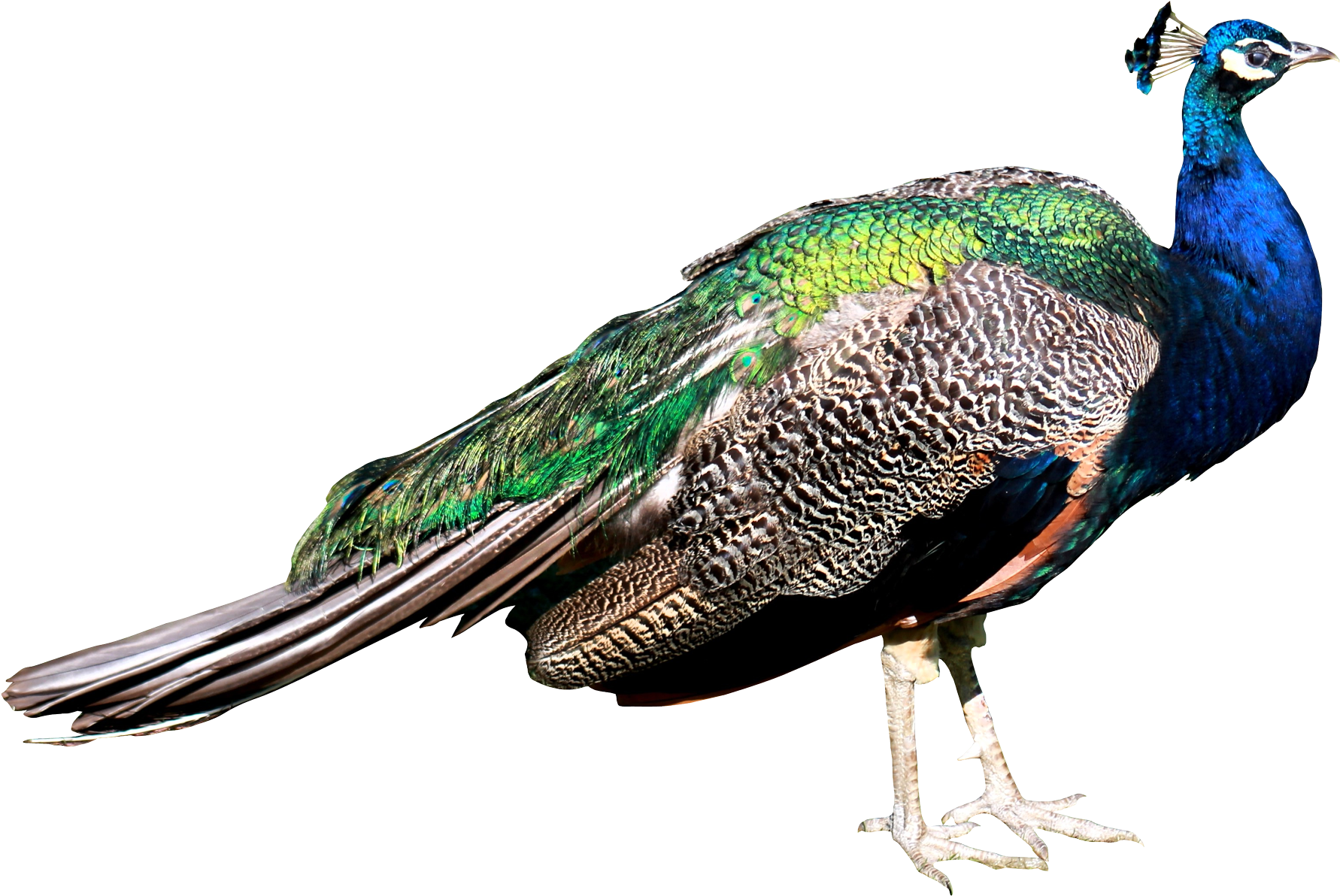 Go To Image - Peacock Png (2000x1377), Png Download