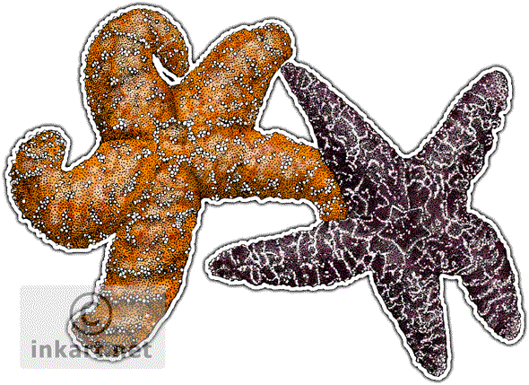 Ochre Sea Stars Decal - Ochre Sea Star Drawing (590x429), Png Download