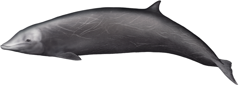 This Whale Appears To Be One Of The Most Widespread - Bottlenose Dolphin (800x400), Png Download