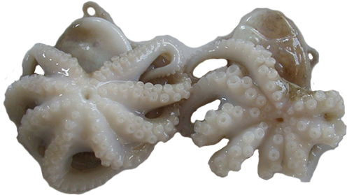 Baby Octopus Raw (500x500), Png Download