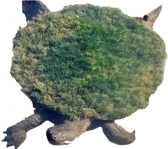 Snapping Turtle Png Transparent Images - Tortuga Del Rio Mary (640x480), Png Download