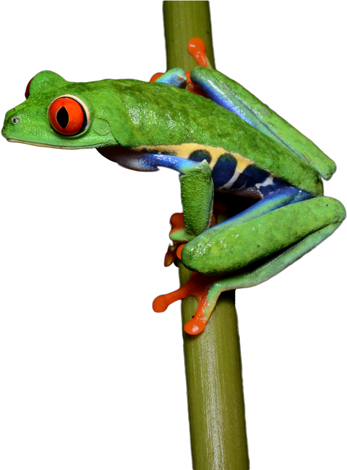 Frog (785x916), Png Download