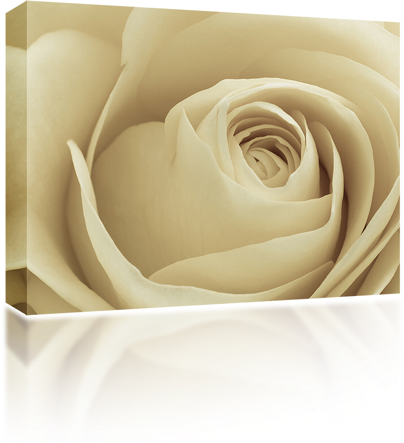 White Rose Petals - Garden Roses (1024x1024), Png Download