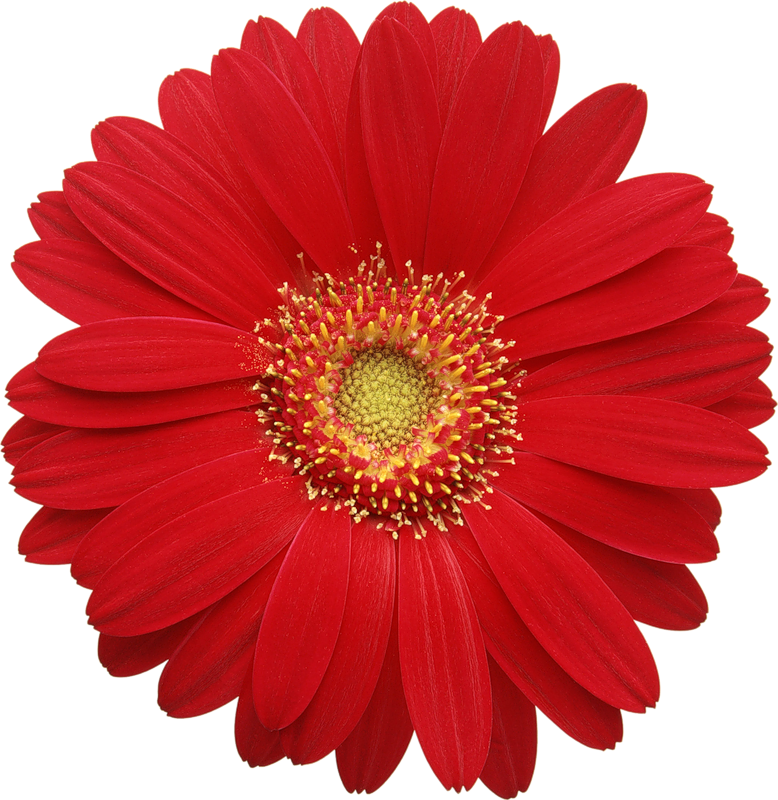 Clip Art Transparent Download Red Cards D Pinterest - Gerber Daisy Png (778x800), Png Download