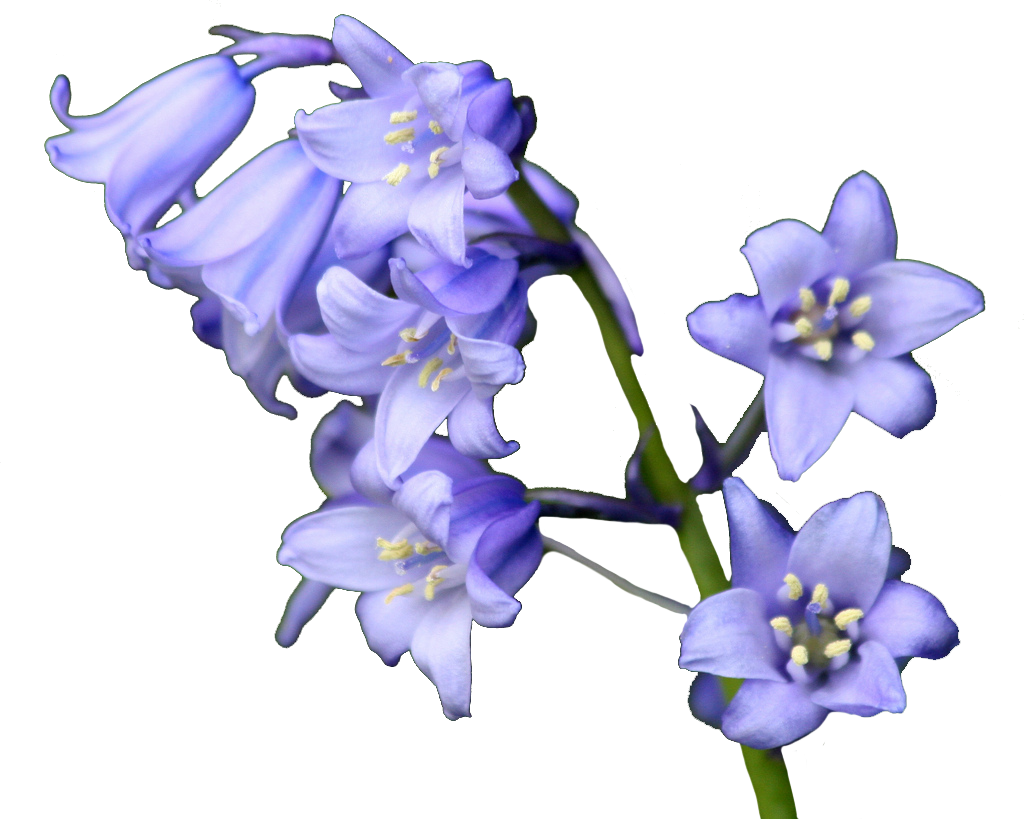 Bellflower Png Transparent Images - Bluebell Png (1024x819), Png Download