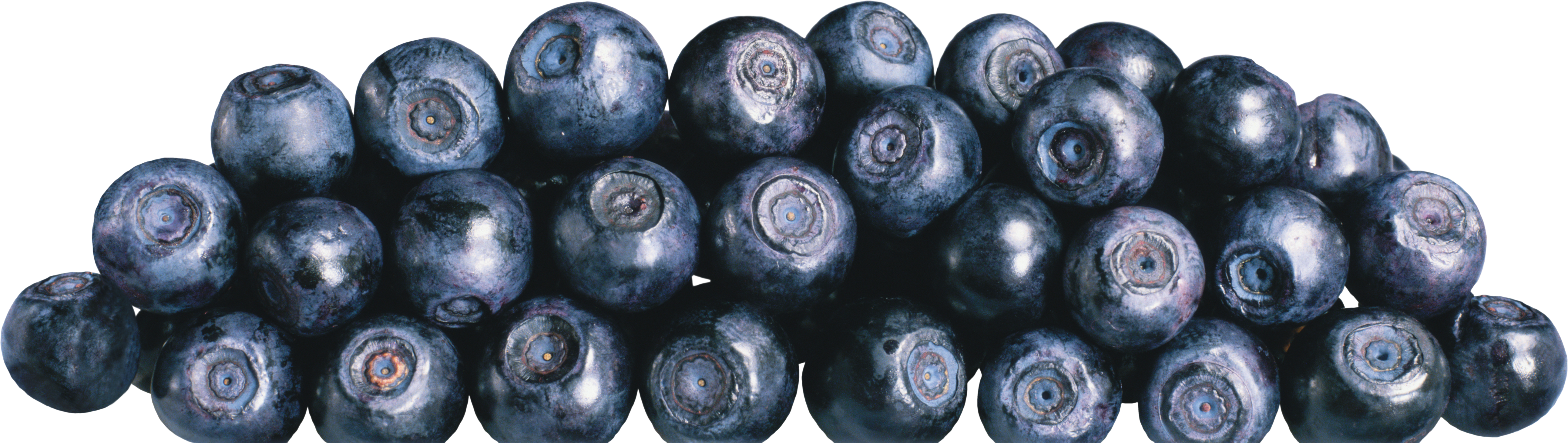 Blueberries Png Image - Blueberry (5171x1462), Png Download