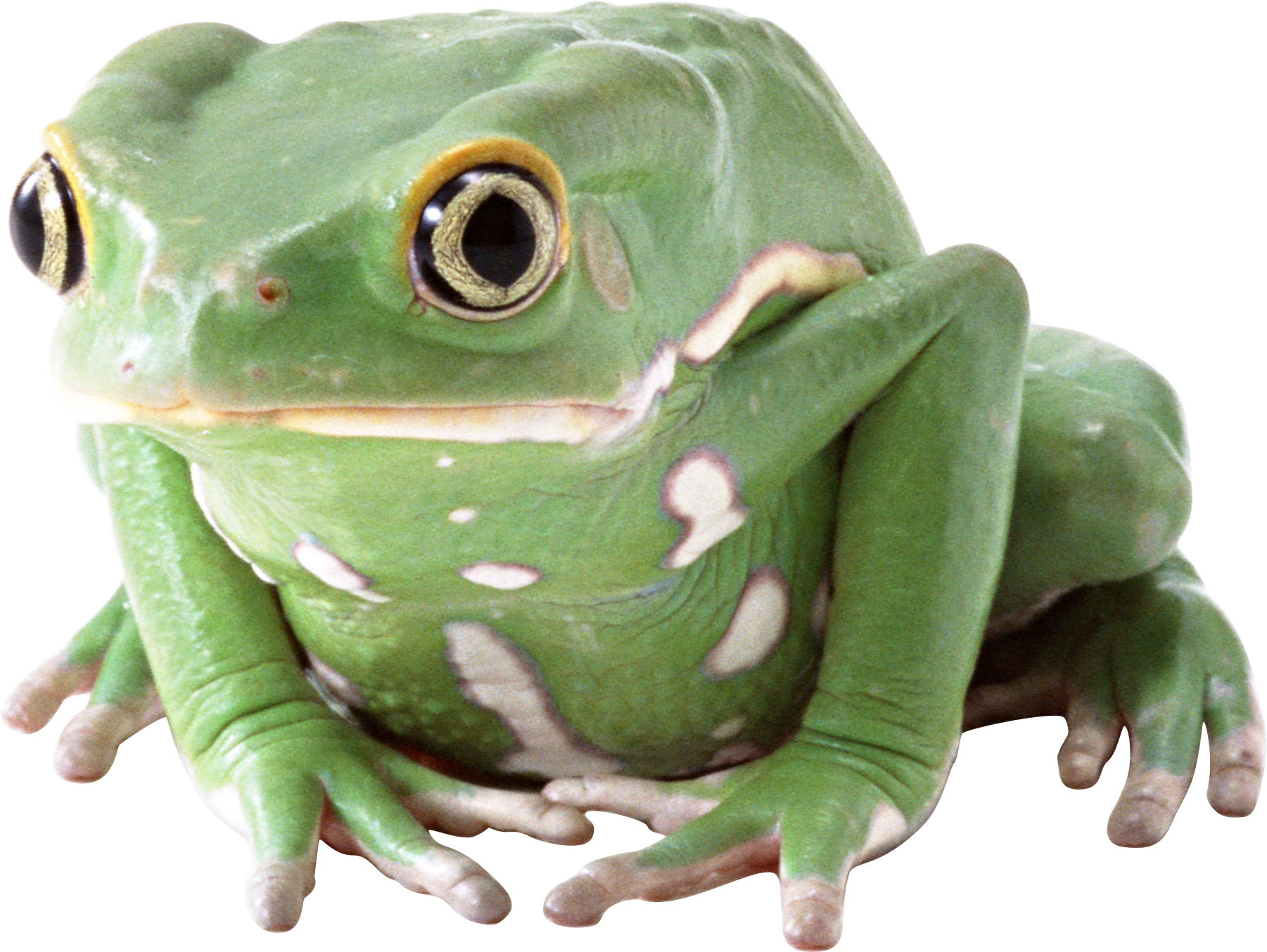 Frog (1801x1354), Png Download