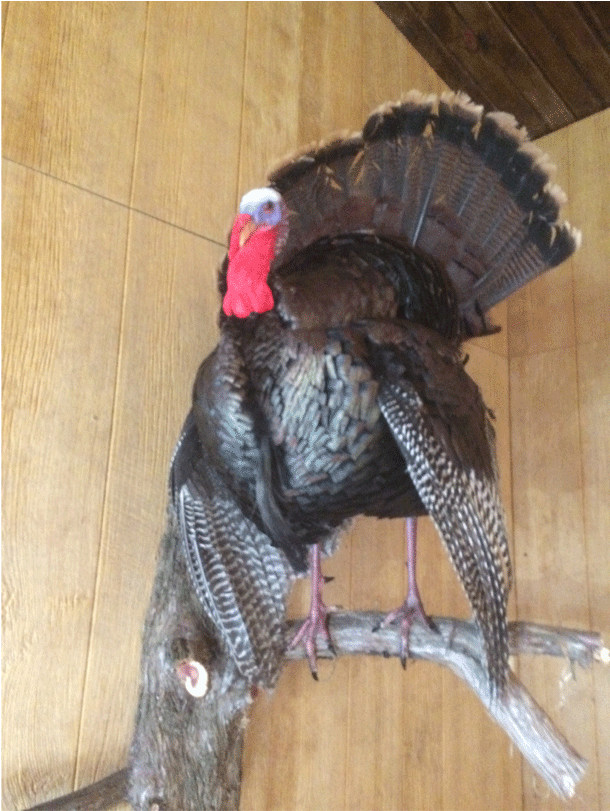 Turkey Mount 12-2016 - Taxidermy (1080x810), Png Download