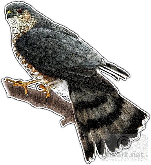 Hawk Drawing Pen - Sharp Shinned Hawk Drawings (521x570), Png Download