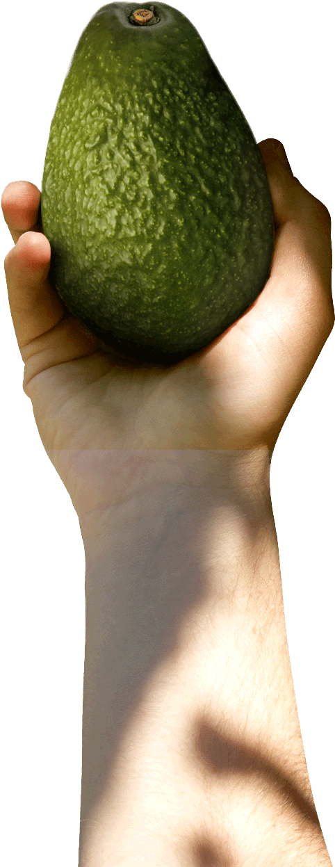 Avocado With Hand Png (598x1246), Png Download