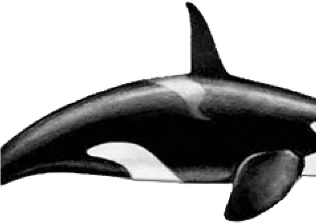 Killer Whale Png Transparent Images - Killer Whale Eyes (640x480), Png Download