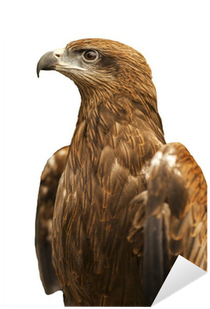 Golden Eagle (400x400), Png Download