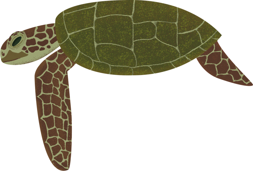 Turtle - Portable Network Graphics (1000x676), Png Download