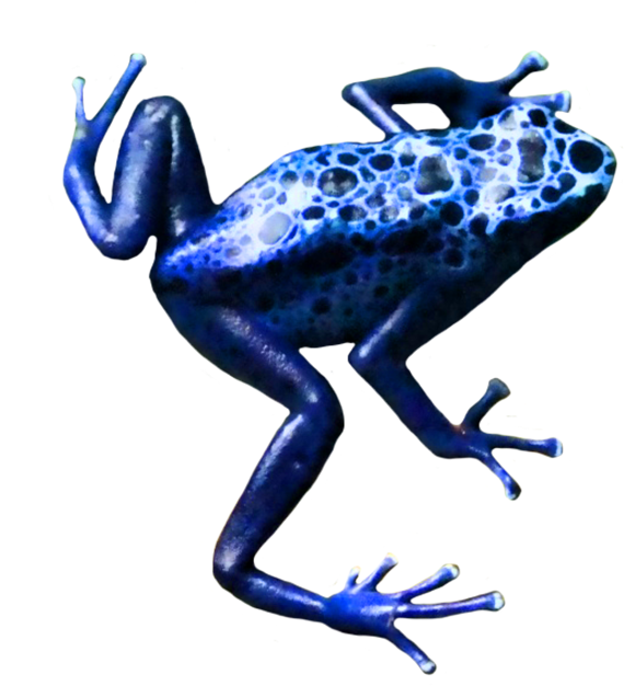 Crazy Frog Png - Poison Dart Frog Png (677x709), Png Download