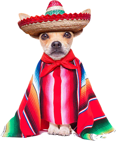 We Will Be Hosting An All Day Cinco De Mayo Event With - Cinco De Mayo 2018 (500x580), Png Download