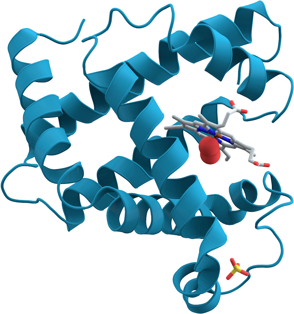 File - Myoglobin - Isc Chemistry Book - I For Class Xi (1159x1173), Png Download
