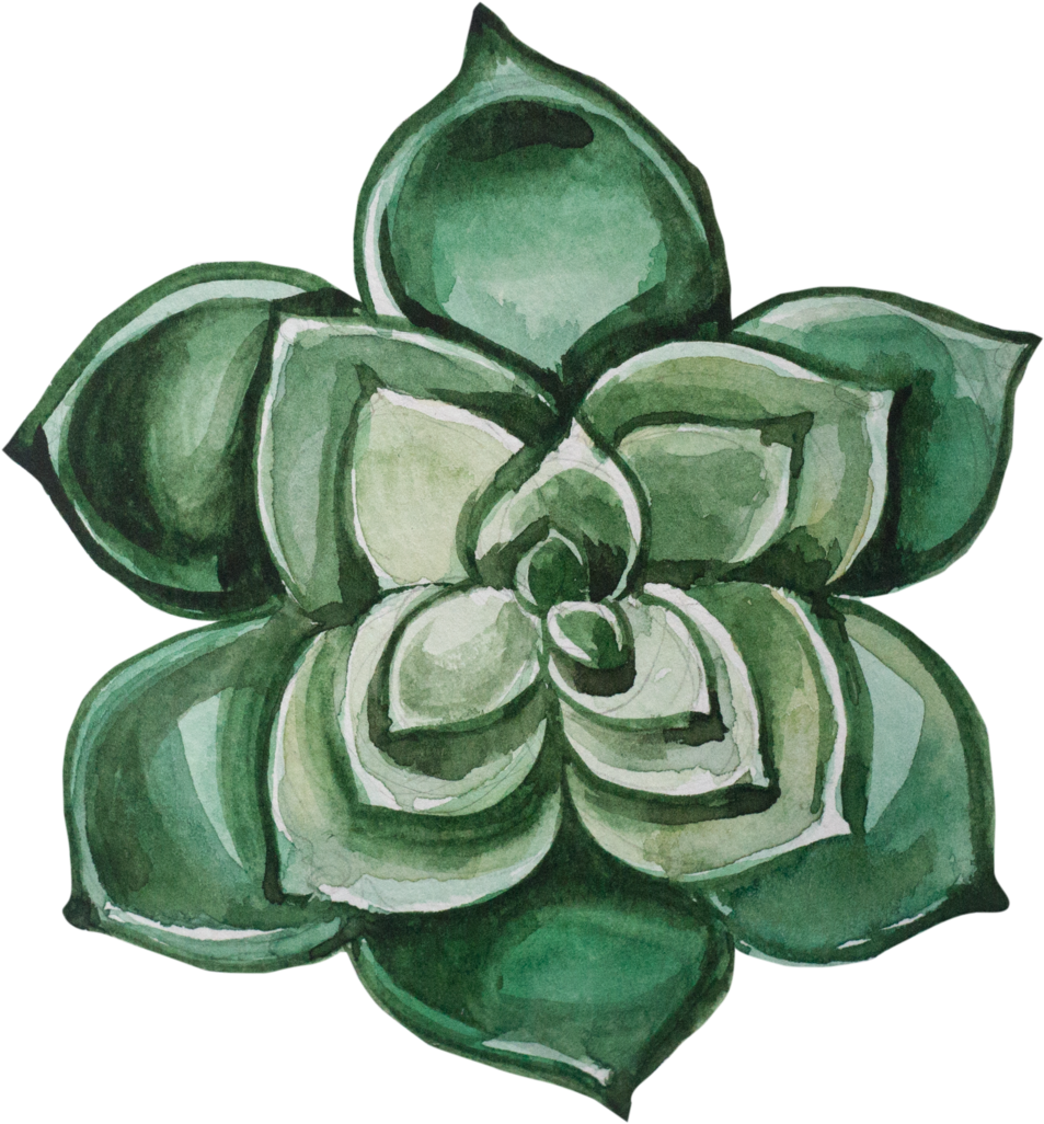 12 - Succulent Plant (1000x1077), Png Download
