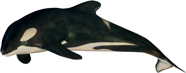 Antarctica Drawing Animal Antarctic - Antarctica (640x268), Png Download