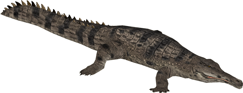 Slender-snouted Crocodile 3 - Cuban Crocodile Zt2 (1006x1006), Png Download