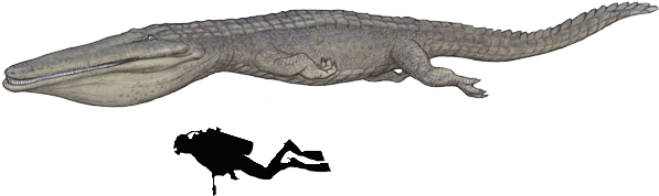 Stomatosuchus Inermis Was A 10 Metres (33 Ft - Stomatosuchus (611x268), Png Download