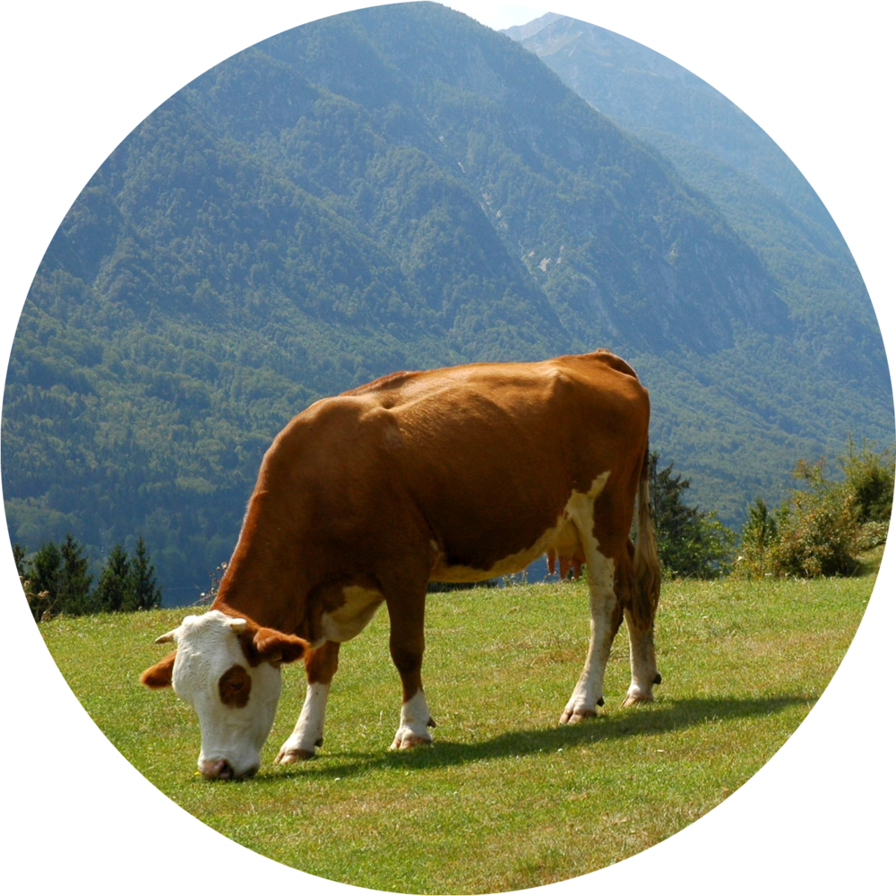 Grazing - Lake Bohinj (1000x1000), Png Download