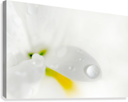 One Droplet Canvas Print - Photography (429x342), Png Download