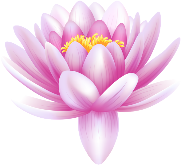 Water Lily Transparent Png Clip Art Image - Water Lily Flower Png (600x546), Png Download