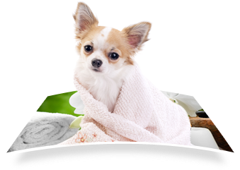 Dog With Towel - Pet Spa (472x257), Png Download