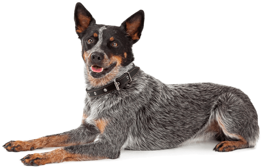 Looking For A Australian Cattle Dog Puppy Or Dog In - Friendly Australian Cattle Dog (560x370), Png Download