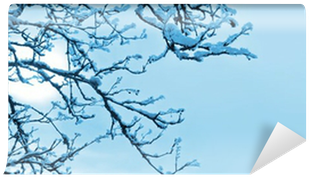 Winter Background With Frozen Tree Wall Mural • Pixers® - Blue (400x400), Png Download