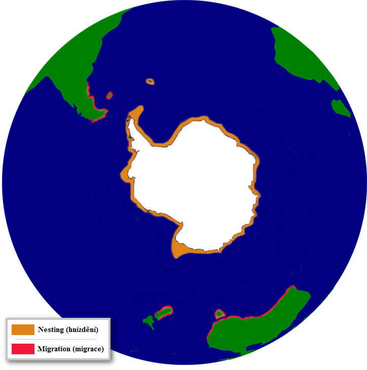 The Distribution Of The Adelie Penguin (724x730), Png Download