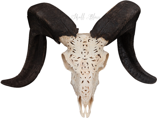 Carved Ram Skull - Skull (645x645), Png Download