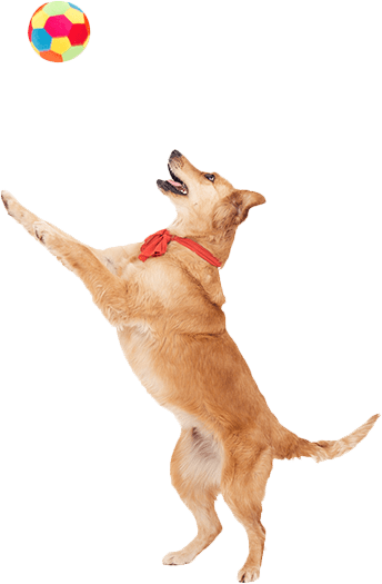 Your Cat Or Dog Needs A Digestive System With The Power - Cat Yawns (344x525), Png Download
