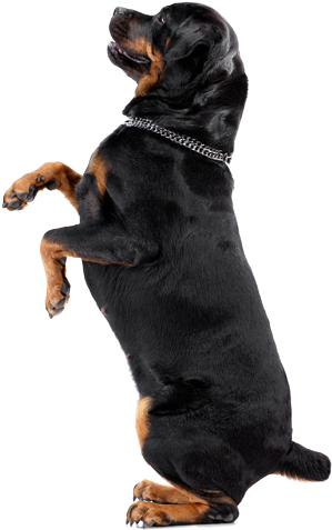 Dogs Playing - Pinscher Doberman Y Rottweiler (303x484), Png Download