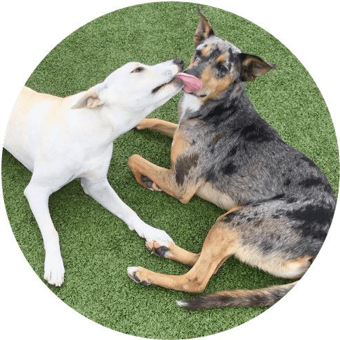 Dogs Playing At Yappy Hour At Paws University - Dog Catches Something (500x500), Png Download