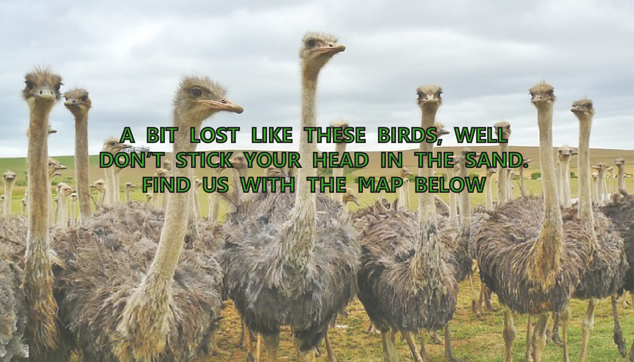 We Are Located In Whangarei Cdb At 8 Vine Street, Just - Art Print: Ostrich Australian Bird By Wonderful Dream (2048x1169), Png Download