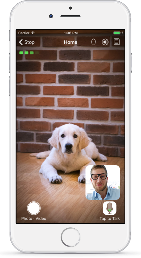 Feeling Pet Stressed - Computer Monitor (543x988), Png Download