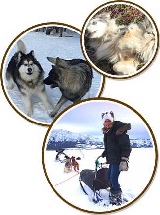 Dogs Playing In Snow - Dog (338x450), Png Download