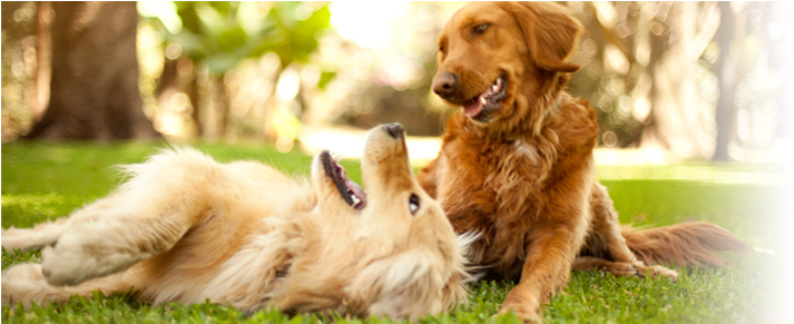 All Creatures Veterinary Clinic And Lodge In Rittman - Golden Retriever Che Giocano (773x290), Png Download