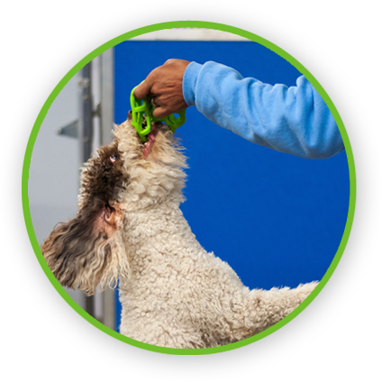 Kennels And Doggie Daycare For Pet Parents In West - Livestock (424x424), Png Download