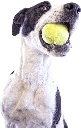 Underground Dog Fence - Dog (327x516), Png Download