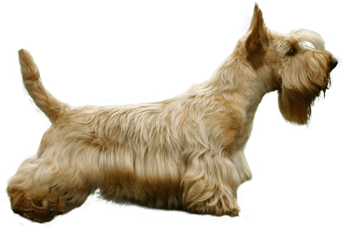 Scottish Terrier (567x489), Png Download
