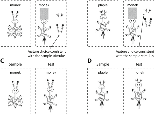 Examples Of Two Stimulus Frames For Matched And Mismatched - Line Art (594x440), Png Download
